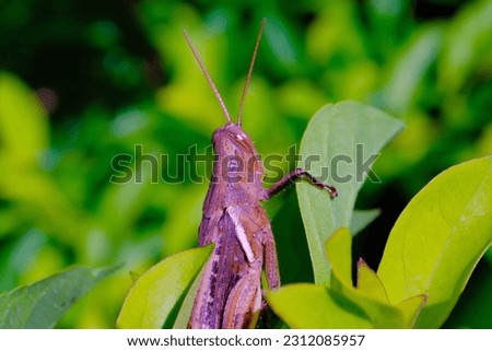 Macro Photography. Closeup shot of a brown grasshopper behind green leaves in a park in Bandung city - Indonesia