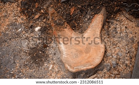 A piece of tree root shaped like a face cat, good for make memes.