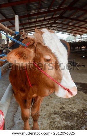 Cattle,cows ( sapi ) in animal markets to prepare sacrifices on Eid al-Adha. Royalty-Free Stock Photo #2312096825