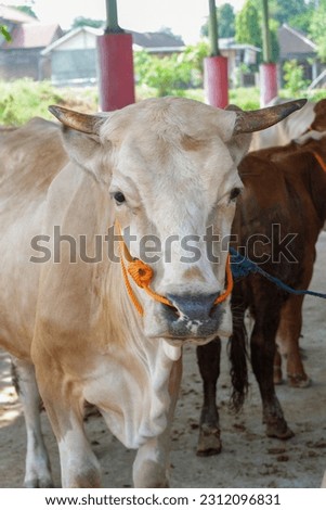 Cattle,cows ( sapi ) in animal markets to prepare sacrifices on Eid al-Adha. Royalty-Free Stock Photo #2312096831