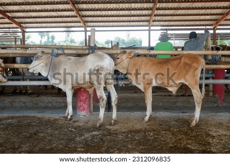 Cattle,cows ( sapi ) in animal markets to prepare sacrifices on Eid al-Adha. Royalty-Free Stock Photo #2312096835