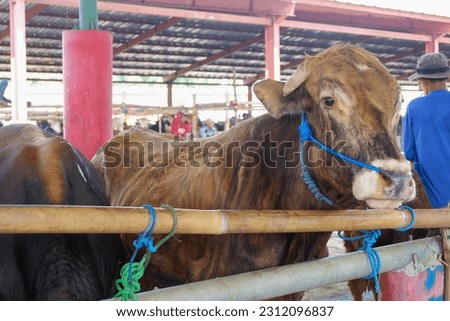Cattle,cows ( sapi ) in animal markets to prepare sacrifices on Eid al-Adha. Royalty-Free Stock Photo #2312096837