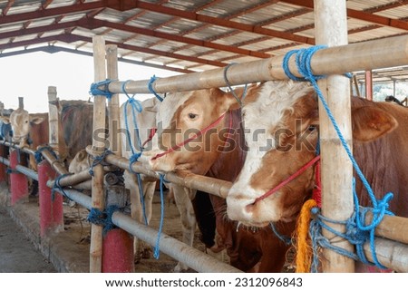 Cattle,cows ( sapi ) in animal markets to prepare sacrifices on Eid al-Adha. Royalty-Free Stock Photo #2312096843