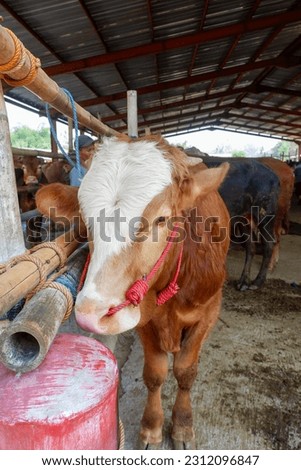 Cattle,cows ( sapi ) in animal markets to prepare sacrifices on Eid al-Adha. Royalty-Free Stock Photo #2312096847