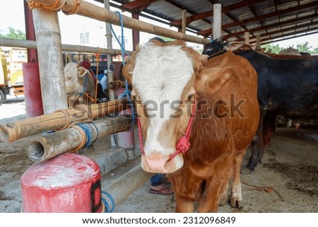 Cattle,cows ( sapi ) in animal markets to prepare sacrifices on Eid al-Adha. Royalty-Free Stock Photo #2312096849