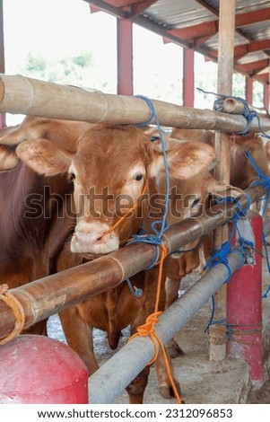 Cattle,cows ( sapi ) in animal markets to prepare sacrifices on Eid al-Adha. Royalty-Free Stock Photo #2312096853
