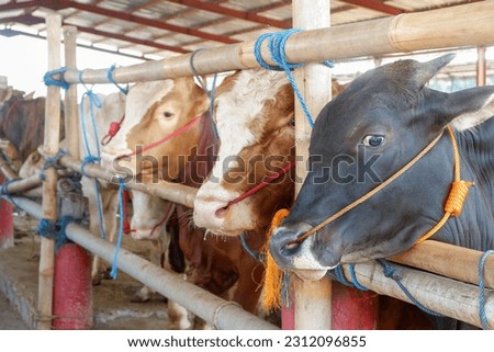 Cattle,cows ( sapi ) in animal markets to prepare sacrifices on Eid al-Adha. Royalty-Free Stock Photo #2312096855