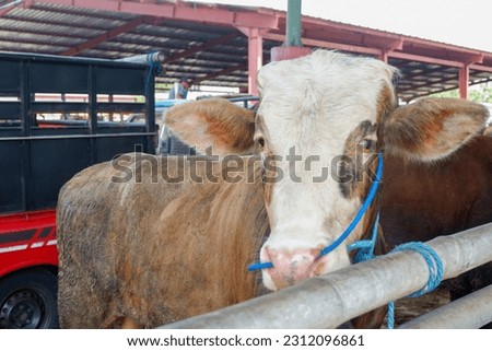 Cattle,cows ( sapi ) in animal markets to prepare sacrifices on Eid al-Adha. Royalty-Free Stock Photo #2312096861