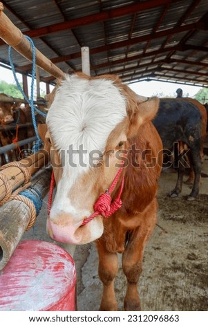 Cattle,cows ( sapi ) in animal markets to prepare sacrifices on Eid al-Adha. Royalty-Free Stock Photo #2312096863