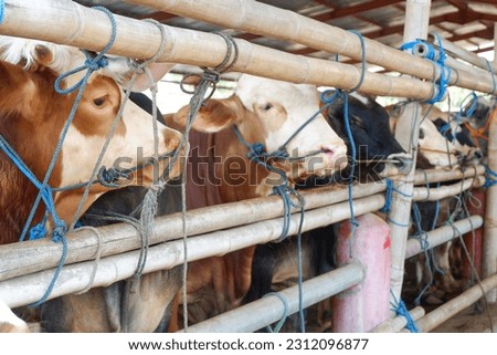 Cattle,cows ( sapi ) in animal markets to prepare sacrifices on Eid al-Adha. Royalty-Free Stock Photo #2312096877