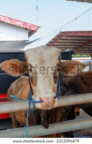 Cattle,cows ( sapi ) in animal markets to prepare sacrifices on Eid al-Adha. Royalty-Free Stock Photo #2312096879