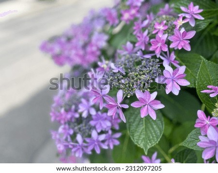 Purple hydrangea flowers. Seasonal flower background. Beautiful hydrangea.