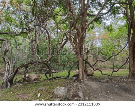 Atmosphere of a tree with branches and leaves