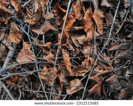 Close up of dry leaves for background