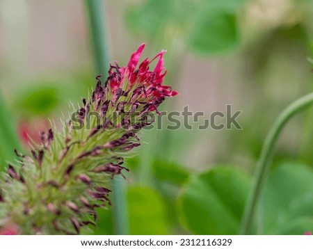 in spring close-up of a blooming blossom of crimson clover