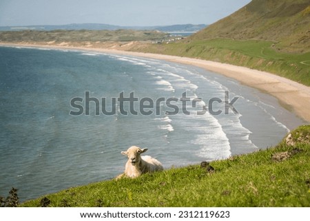 woolly sheep on the edge of a cliff on Worms Head in the Gower, South Wales, UK. rugged scenery looking over the Atlantic crashing onto Rhossili beach. tough animals live in harsh natural environment.