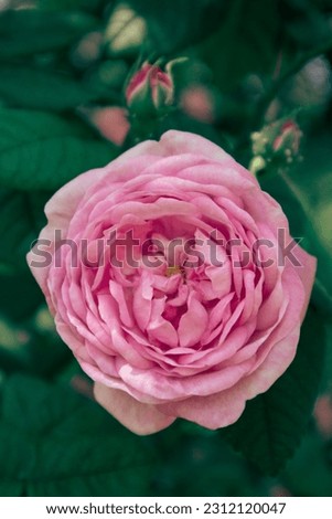 Pink rose - photo macro. Garden life. Wedding card. Romantic.