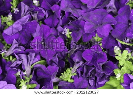 A petunia with plant flowers