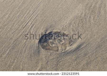 a dead jellyfish on the north sea beach