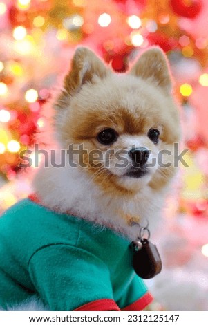 Pomeranian dogs are also intelligent dog breeds. This dog's appearance is easily recognized by its fine and thick fur, especially on the neck, its fox-like face, sharp and alert ears, and cute muzzle.