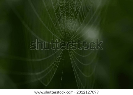 A macro closeup shot of a spider web or cobweb on a blurry green background during a sunny day
