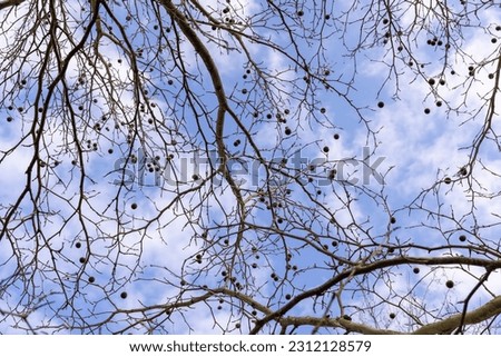 a sycamore tree with hanging balls in early spring,a tall sycamore tree with branches without foliage