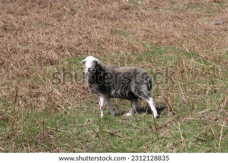 Close up of a Herdwick sheep in the Lake District