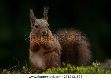Hungry Eurasian red squirrel (Sciurus vulgaris) in the forest of Noord Brabant in the Netherlands.	
                                          Royalty-Free Stock Photo #2312131533
