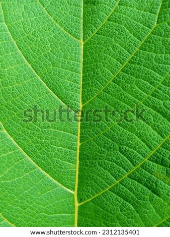 embrace nature's allure with this detailed green leaf picture. Vibrant hues, intricate veins, and textures create a serene backdrop. Admire its resilience and delicate surface.