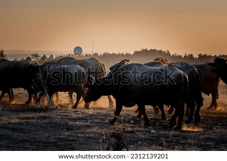   majestic cows and buffalo on sunset field
