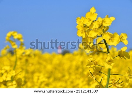 Close-up of a rapeseed blossom in front of a blurred rapeseed field and a lighthouse Royalty-Free Stock Photo #2312141509