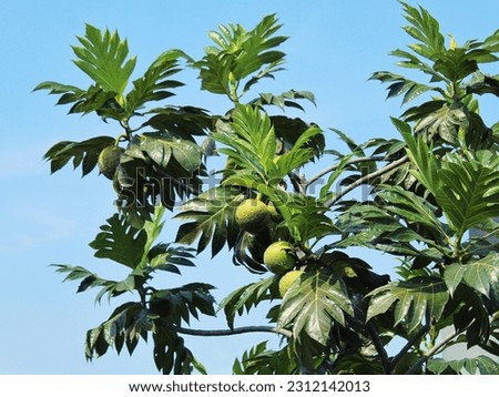 Breadfruit tree in a clear morning sky
