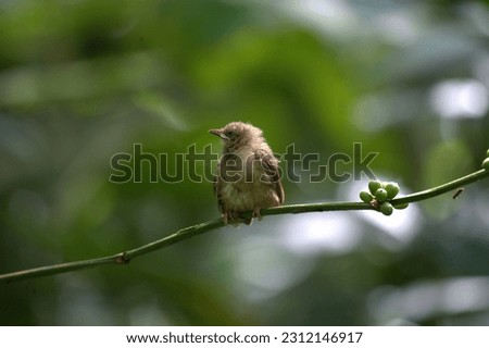 cute bird pictures in the forest
