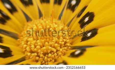 yellow black flower macro nature
