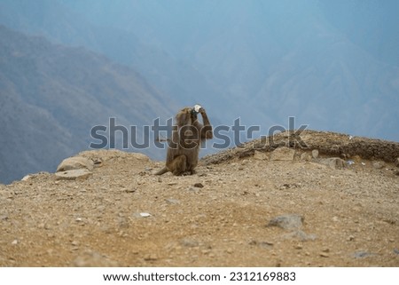 Hamadryas Baboons up in the Al Souda Mountains in the western Abha region of Saudi Arabia