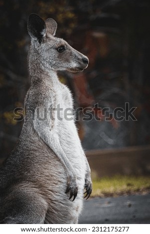 An Australian Kangaroo standing on a grassy slope during winter, just before dusk.