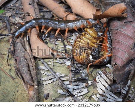 centipedes that are preying on tree caterpillars