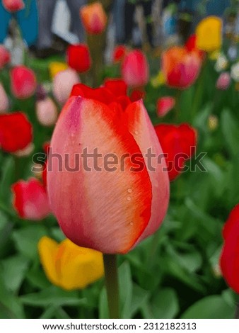 tulips flower with green leaves in field
