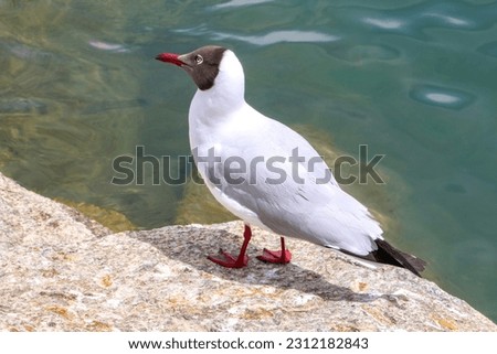 Stunning bird, Brown-headed Gull (Larus brunnicephalus), perched on a rock by the sea