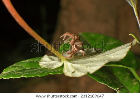 Empty carcass of spider on green leaf, India.