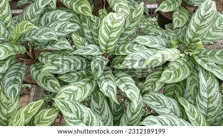 The green Calathea plant, which can be used as a decorative plant in the garden