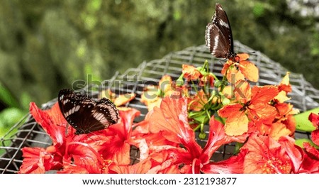 Beautiful big brown tropical Owl butterfly or Caligo eating sweet nectar of red flower, close up view. Butterfly collects nectar. Close-Up Of Butterfly Pollinating On Red Flower