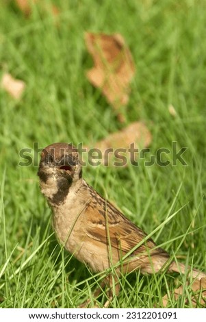 eurasian sparrow is walking in the grassland, opening its beak and eating.