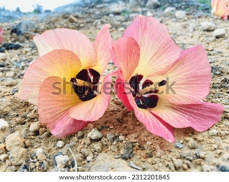 This image is a picture of a flower with orange color and beautiful yellow pollen