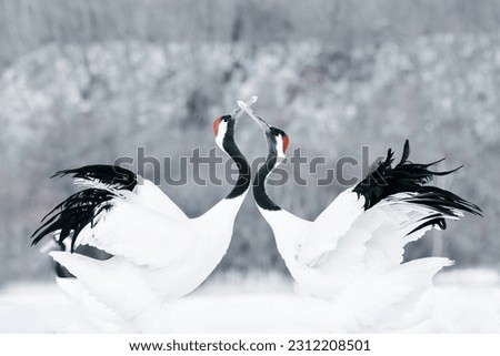 Courtship dance of cranes in frigid Hokkaido Royalty-Free Stock Photo #2312208501
