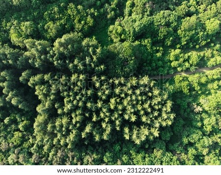 Coniferous forest from a bird's eye view. Bright green pine trees shot from a drone.