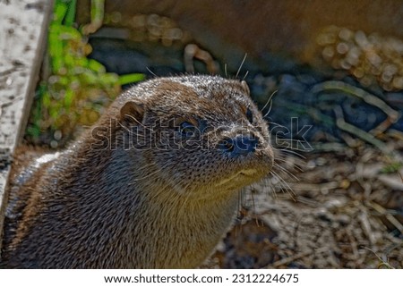 Eurasian Otter (Lutra lutra) Cub 6 months old portrait.
