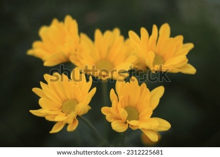 Creative Layout made of yellow chrysanthemum. Flat Lay, Nature Concept. 
