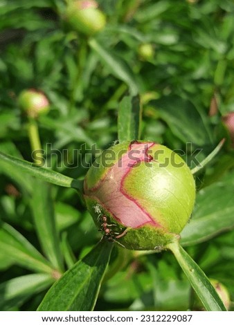 unopened buds of peonies crawling ants