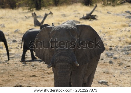 An elephant looking towards the camera. In the background is a water hole. This photo was taken in Namibia, Africa.